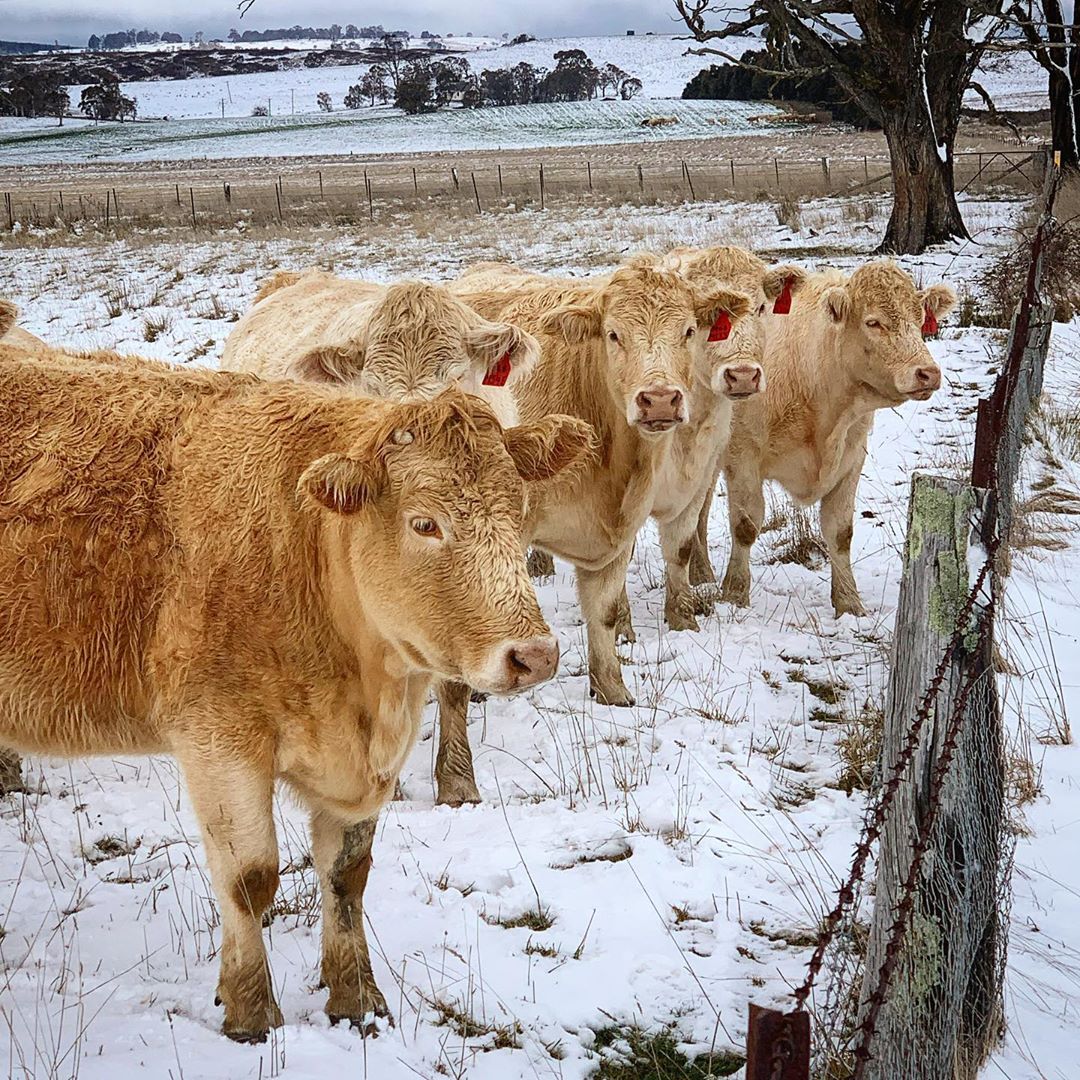 alrayner302's tweet image. Cold, wet and snowy conditions pose risks for stock. Cold weather can increase energy demands by 20% Consider supplying hay ahead of the change as well as moving stock to sheltered paddocks. #agchatoz