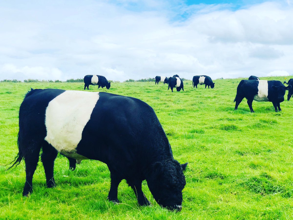 Thrilled to be starting my new job today as Head Butcher at The Home Farm Shop. The Farm Shop concentrates on high welfare meat, the picture I took yesterday on my farm tour about sums it up...#grassfed #butcher #lancashire #meat #ethicalmeat  #highwelfare #farmlife #farmshop