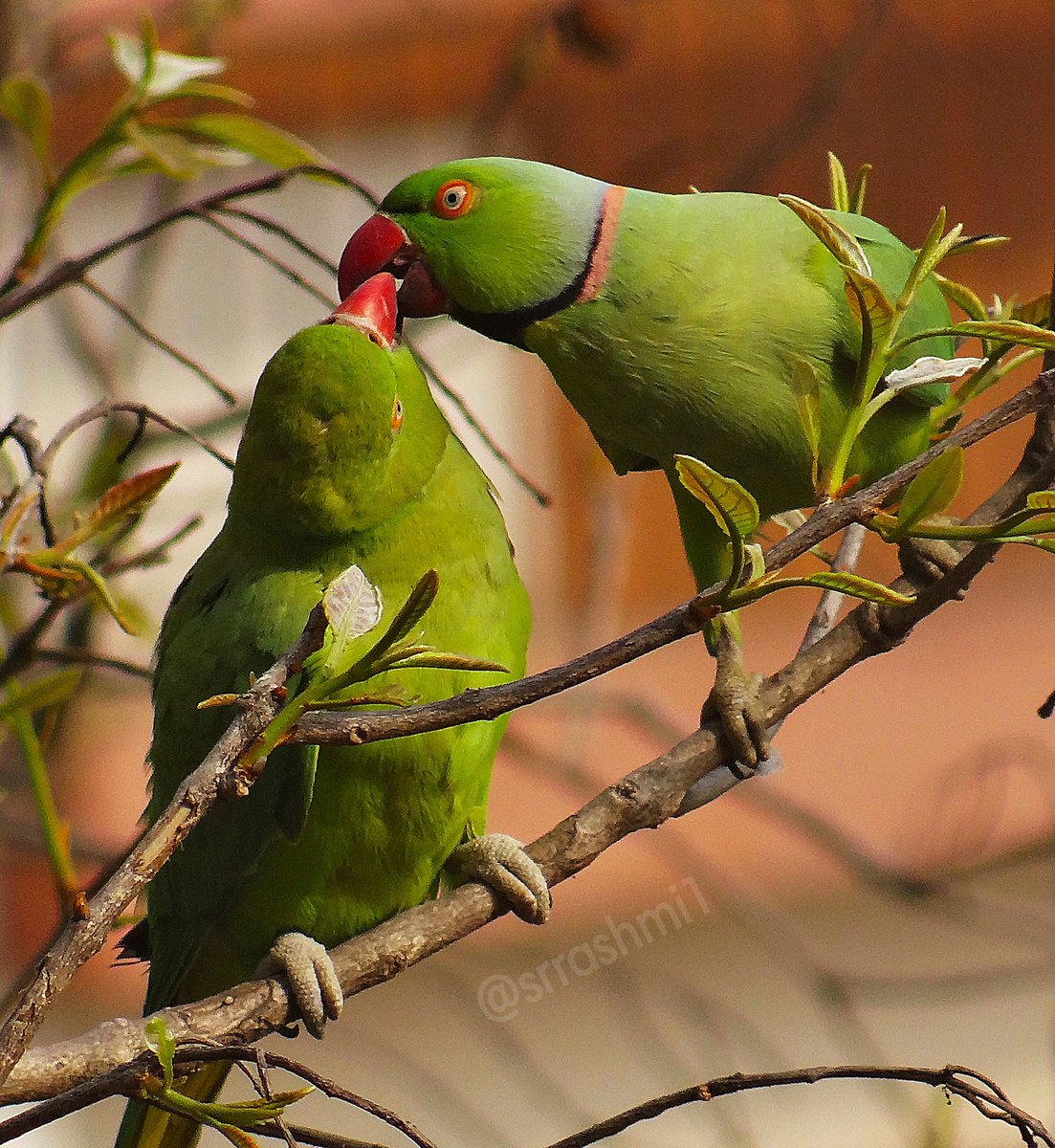 #WorldPhotographyDay 
Let's spread love .... #photography #nature #Parrot 😍😍