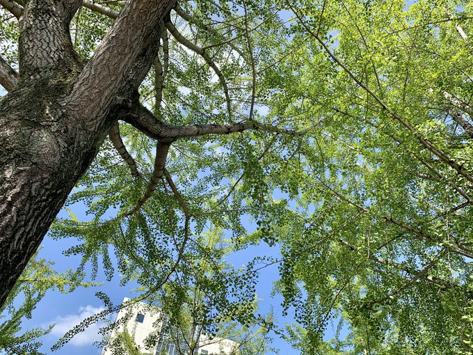 木漏れ日のtwitterイラスト検索結果 古い順