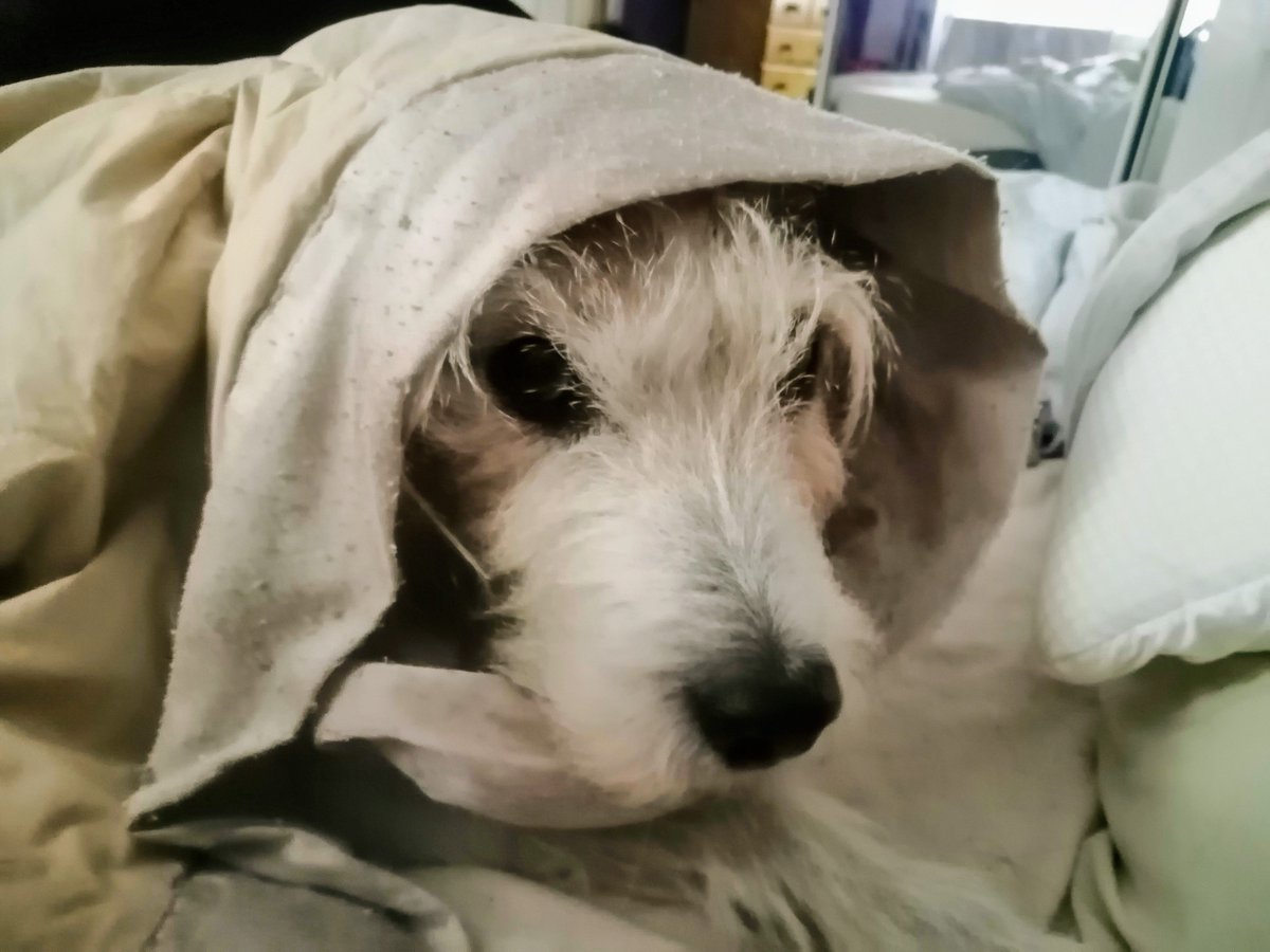 FarmNorthcote's tweet image. Good morning Obi Wan Norbie, is the force strong with you this day? #maytheforcebewithyou #cutedogsoftwitter #dogsoftwitter #combemartin #devon2020