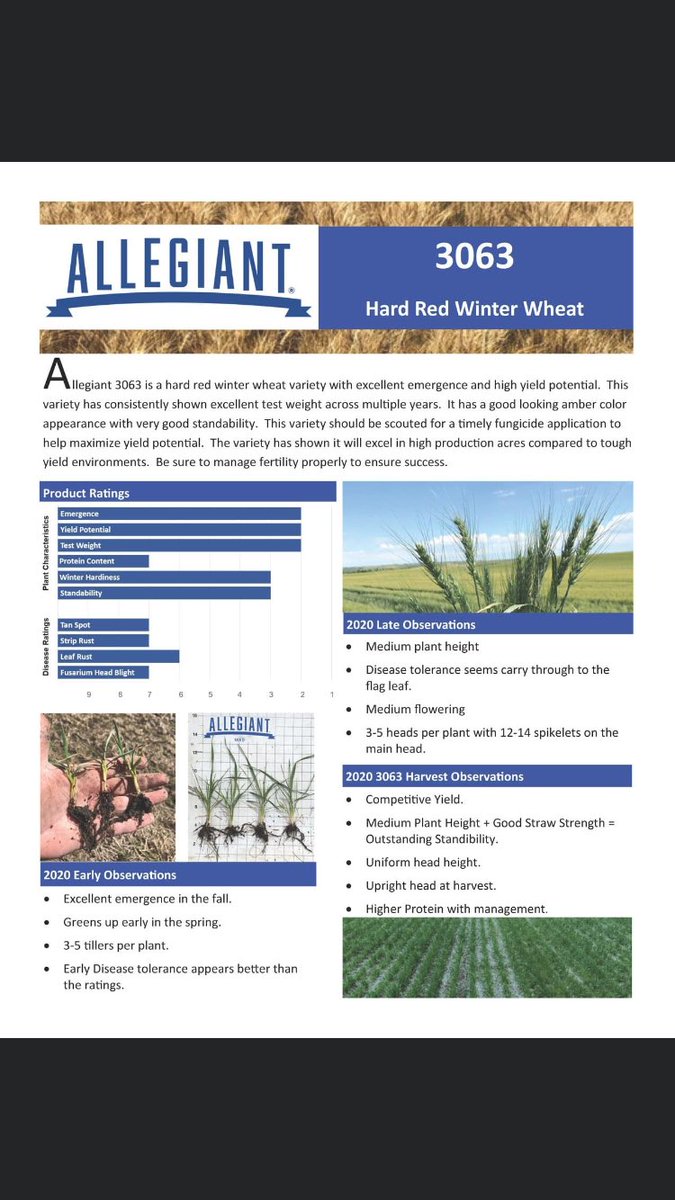 This wheat has been a consistent yielded! Certified seed is still available! Contact your CHS agronomist if interested. <a href="/treygilchrist14/">Trey Gilchrist</a> <a href="/AllegiantSeed/">AllegiantSeed</a> @CHSAgronomy <a href="/ChsOklahoma/">CHS Oklahoma</a> <a href="/canolaheath/">Heath Sanders</a>