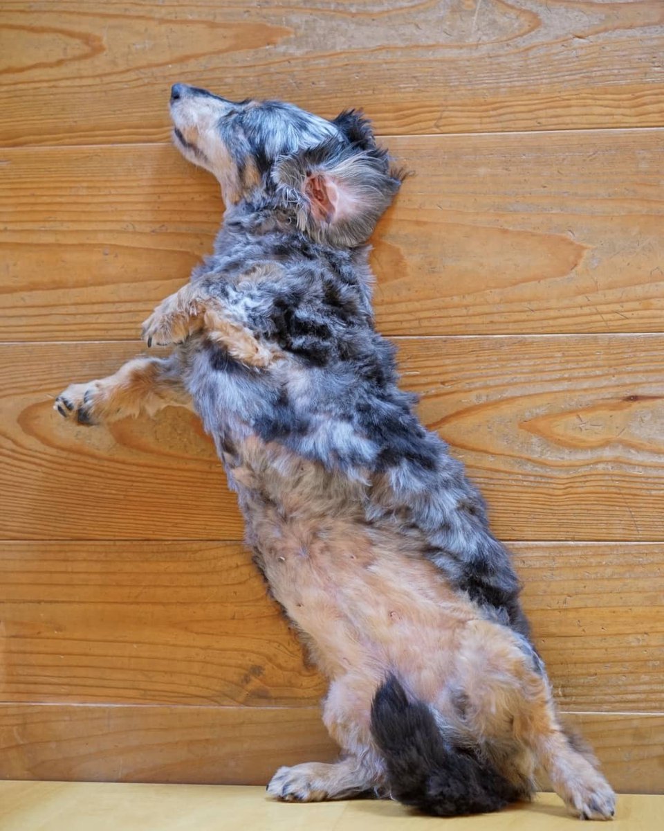 保護犬シェリー