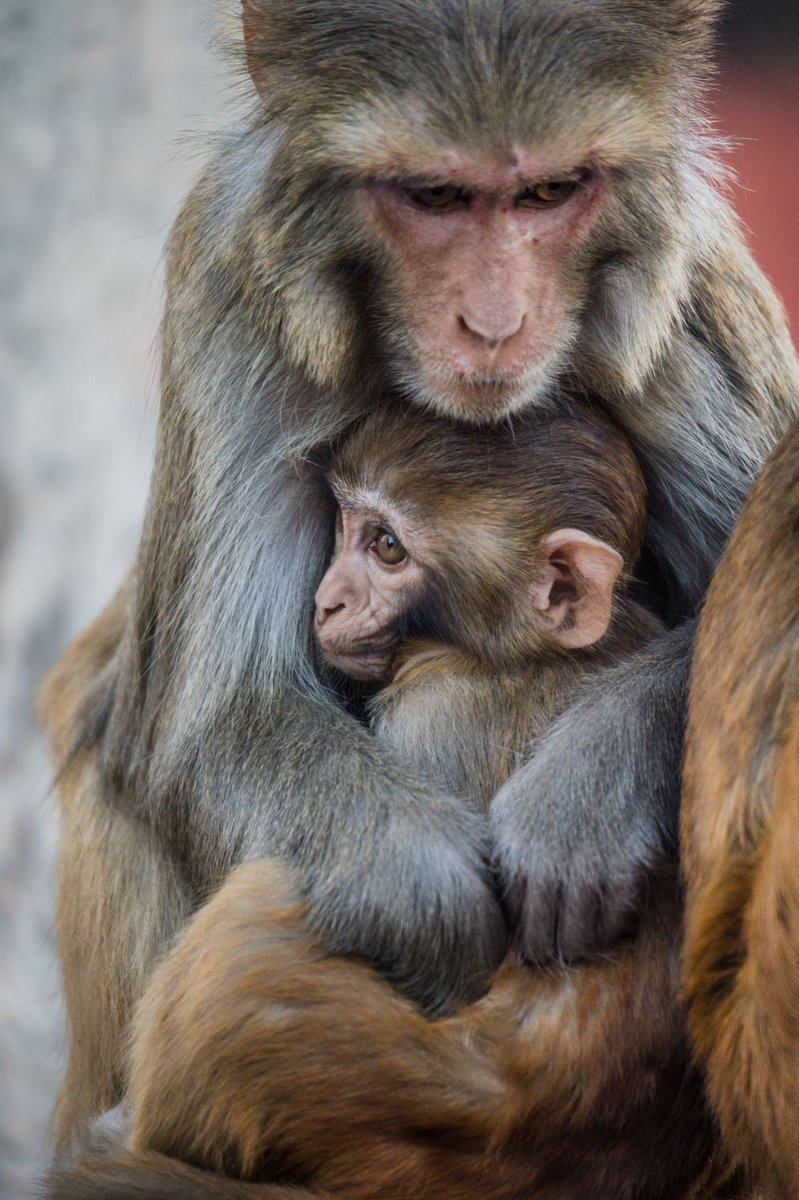 Rhesus macaque and infant living freely; photo credit Jo-Anne McArthur / We Animals