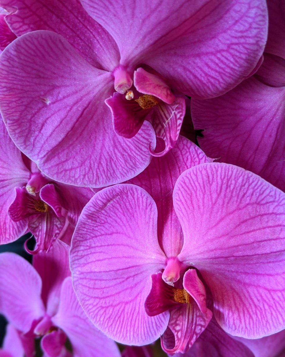 JoyAdare's tweet photo. Loving these Purple Orchids
#orchids #fourseasons #fourseasonshotels #paloalto
#flowers #contemporaryromance #romancewriters #writermomsofinstagram #writingromance #romanceauthor #aspiringauthor #womenwriters #writing #romancewriting #writermom #romancereaders #romancereader https://t.co/39YUXK0B5i