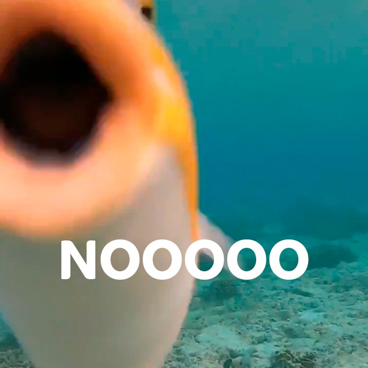 "Pues a mí Vis a Vis no me parece tan bue-"