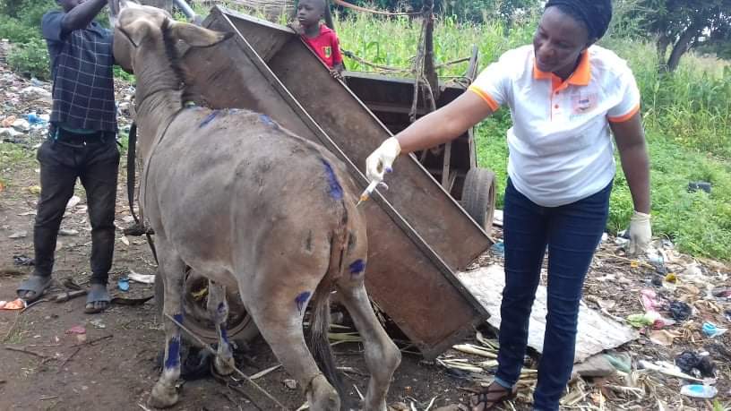 LiberiaAnimal's tweet photo. Despite the challenges pose by COVID-19, our team in Guinea continues to improve the health and welfare of #workinganimals there through education and free general #veterinarycare.
#DonkeysMatter #DonkeyWelfare #DonkeyHealth #Animals #StopAnimalAbuse #HelpAnimals  #Donkeys https://t.co/yOInuVGrvI