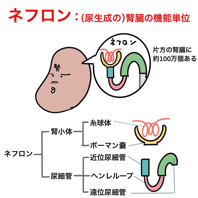 ゴロ 解剖生理イラストさん の最近のツイート 4 Whotwi グラフィカルtwitter分析