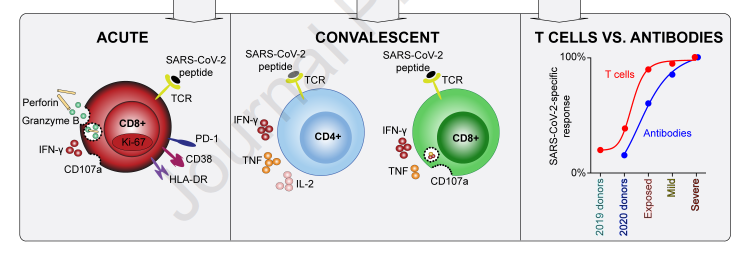 BogochIsaac's tweet photo. People who recover from mild or asymptomatic #COVID19 may have some degree of lasting immunity to the virus.

This study demonstrated that such individuals have evidence of Memory T Cells, which are important in mounting an effective immune response.

https://t.co/0bQkzws692 https://t.co/nDofNENQ0U