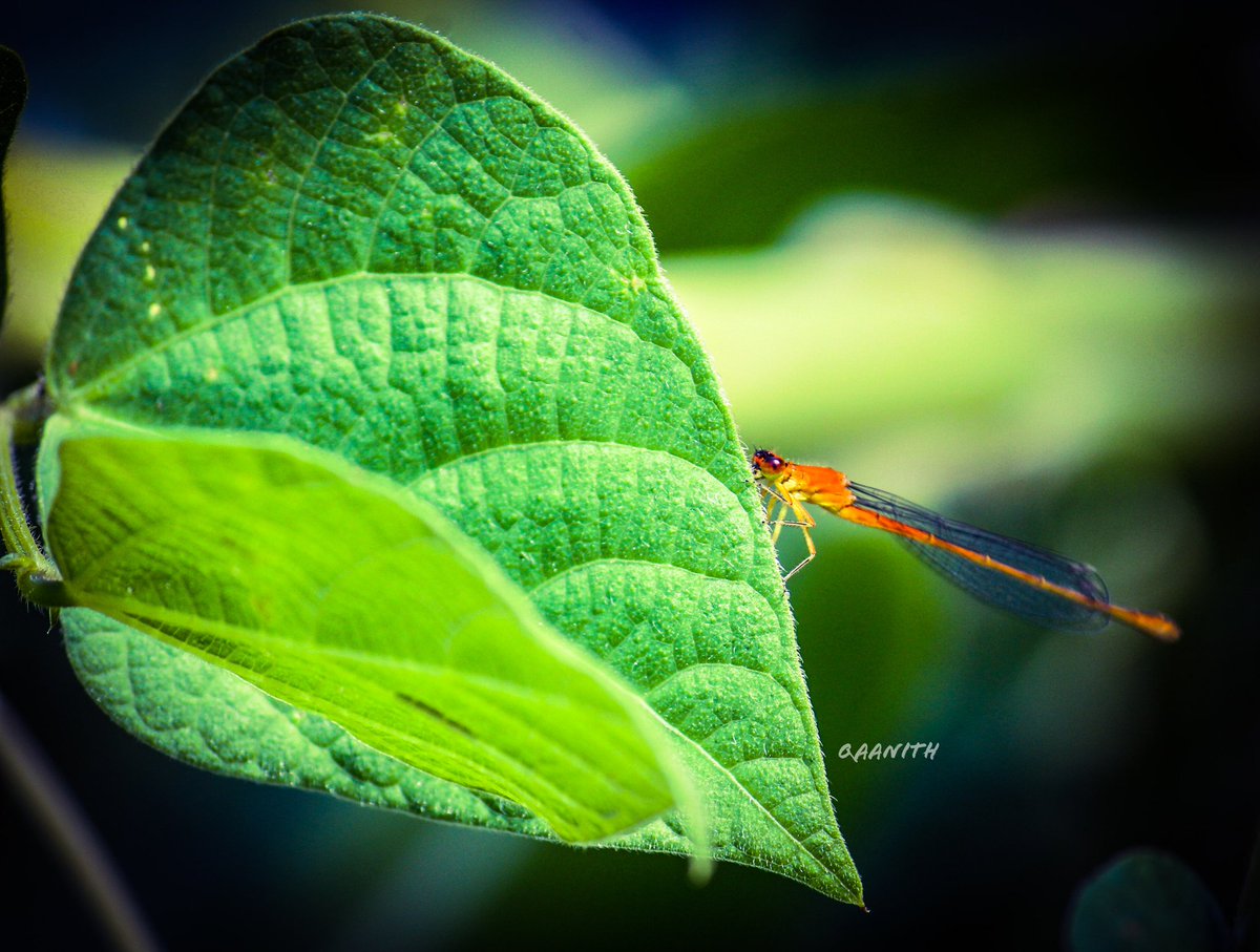 qaanith_masoodi's tweet photo. Happy World Photography Day
#photography #PhotographyDay #Photos #canonphotography https://t.co/U1Q3Ody7cc