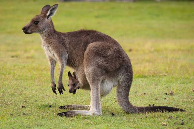 edjutest's tweet photo. #Doyouknow that female kangaroos have two uteri and three vaginas? That way, they can be perpetually pregnant and continue the kangaroo lineage. #fact https://t.co/ZV7UUdTJ8g