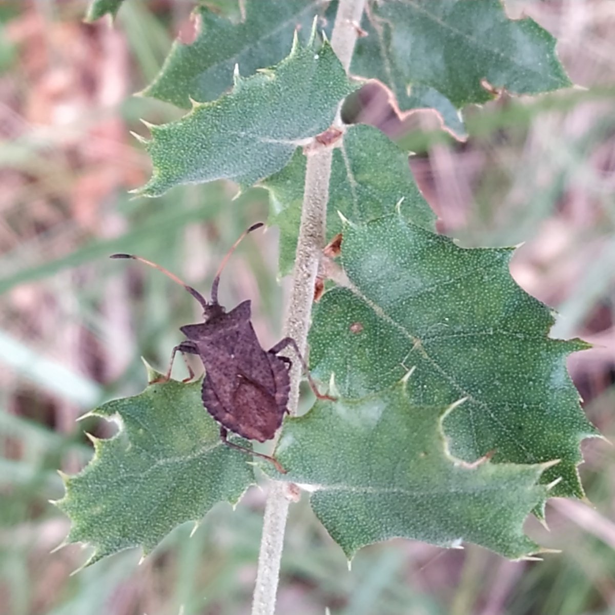 homomontis's tweet photo. Possiblement, un exemplar de 'Coreus marginatus' al camí Reial del Castillo, #Xodos #MancomunitatDePenyagolosa #coreusmarginatus #coreus #coreini #coreidae https://t.co/2o3aC6cX7N