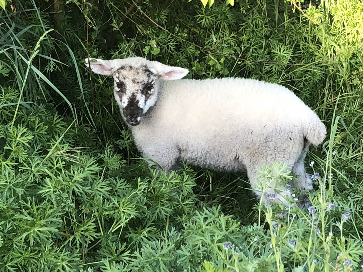 It’s late and I’m bored going through my camera roll so here’s an Apartment Sheep thread. Please say hi to my beautiful perfect daughter Freckles Junior.