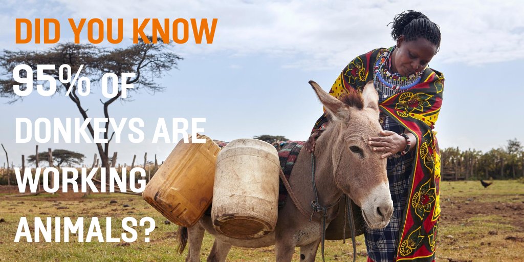 TheBrooke's tweet photo. Donkeys are a lifeline for millions of people. Sign our petition to ban the donkey skin trade at https://t.co/w3gGYFeEuI https://t.co/sCbcwhK2Ls