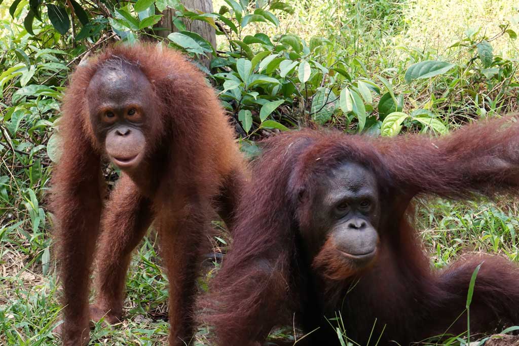 JannekeBazelman's tweet photo. Today is Internat Orangutan Day! Via #Orangutan Rescue  kan je orangutan Terra adopteren. Zij speelt 'n grote rol in mijn thriller #Verkapt waarin 't verhaal achter ontbossing wordt verteld. Terra (links) woont in 't oefenbos vh Sintang Orangutan Centre. 
https://t.co/eJD7qvyHlE https://t.co/TOdm7wMvUT