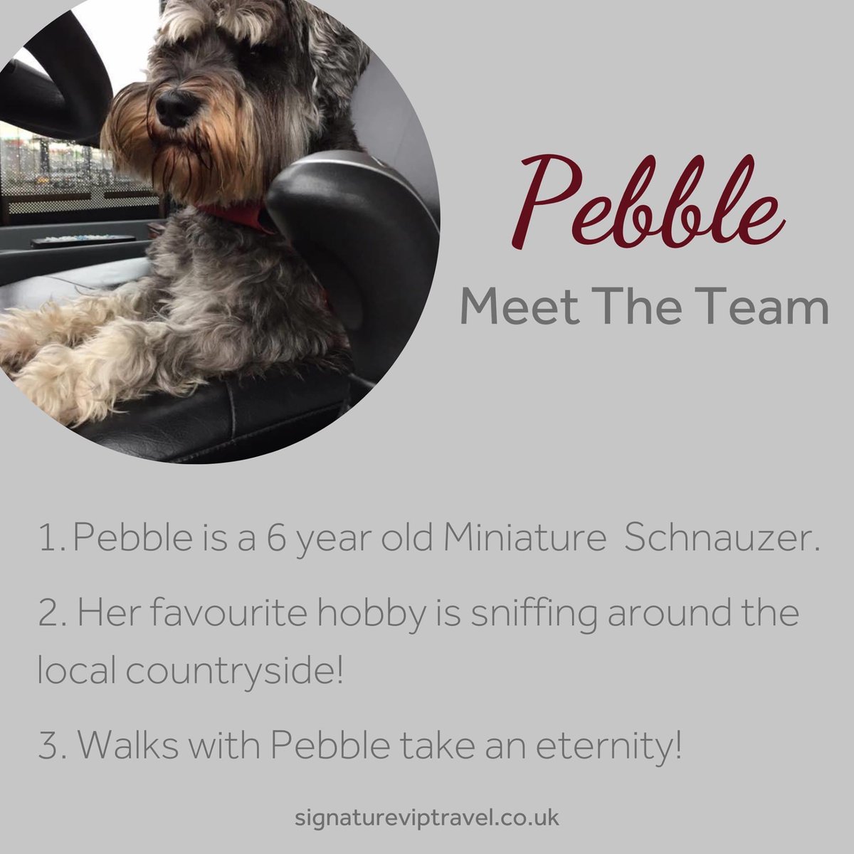 signature_vip's tweet photo. Last, but not least, it's time to introduce the final (and arguably the most important) member of team Signature VIP Travel - Pebble! πΆ
Here's a quickfire introduction! π
https://t.co/QFMrLLs4su #SignatureVIP #dogsoftwitter #woofwoofwednesday https://t.co/0CzZGA7DRF