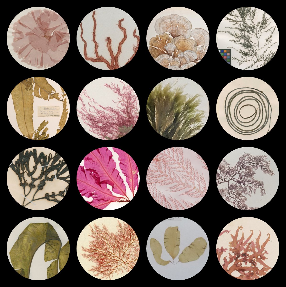As well as being important for science, the seaweeds in our collections provide endless opportunities for art and creativity.

Their colours and textures preserve well in <a href="/Museum_Cardiff/">Amgueddfa Caerdydd</a>'s storage.

#BotanicMonday #SciArt