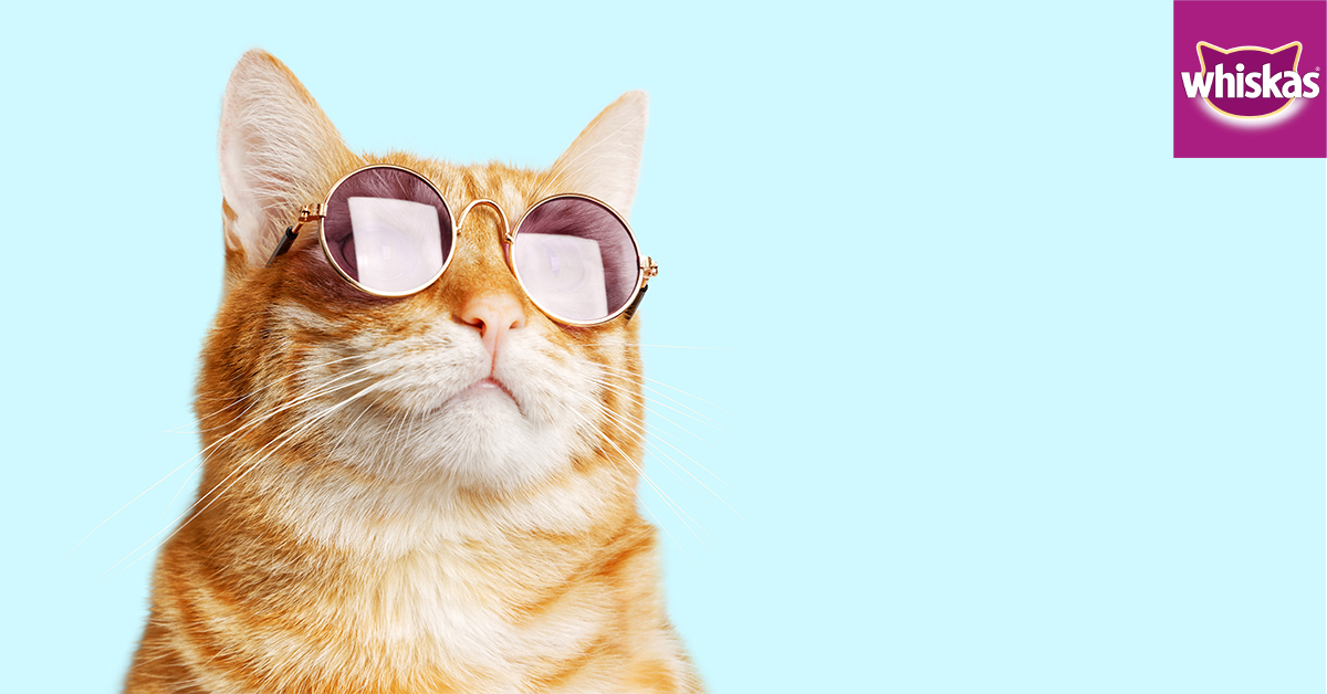 It's #WorldPhotograhyDay and today we must celebrate the world's absolute favorite muse! Even supermodels stand no chance in front of their furry coat and hypnotic eyes.
Here's a photo to bless your timeline while you thank god for CATS.
#Whiskas #FeedTheirCuriosity #Cats https://t.co/gyI4n8u1j8