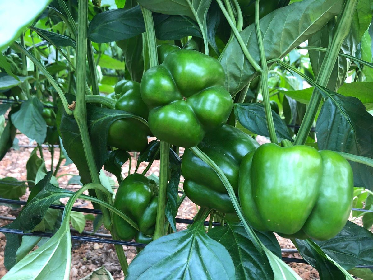 ♥️PATROL♥️ 👉🏼Pimiento con un Buen Verde y Rojo, Calidad y Pared, y además Precoz para recolectarlo a los 65 días de la siembra #hazeraespaña #pimiento #rojo #agricultura