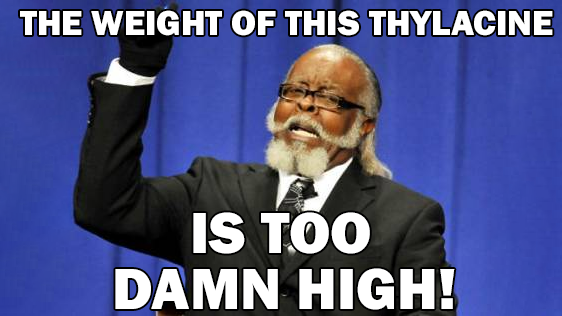 This all started way back in 2016 when I saw my first thylacine. You see, the common weight estimate is 29.5 kg, the size of a small wolf.I opened up a box and saw my first thylacine skull, and immediately said "That's not a 30 kg animal!" 2/13