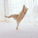 どういう状況か全く想像できない!不思議なポージングの猫が話題に!