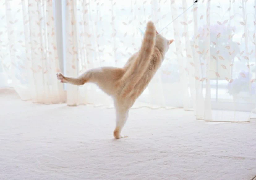 どういう状況か全く想像できないwww不思議なポージングの猫が話題に！www