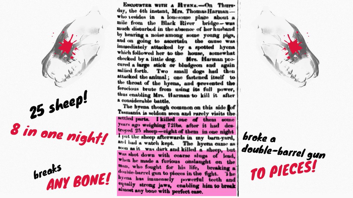 Looking at the source material for the 29.5 kg weight, I found that it was based on a handful of 19th Century newspaper articles. That's fine by itself, but reading the accounts started to feel like reading tall tales... 3/13