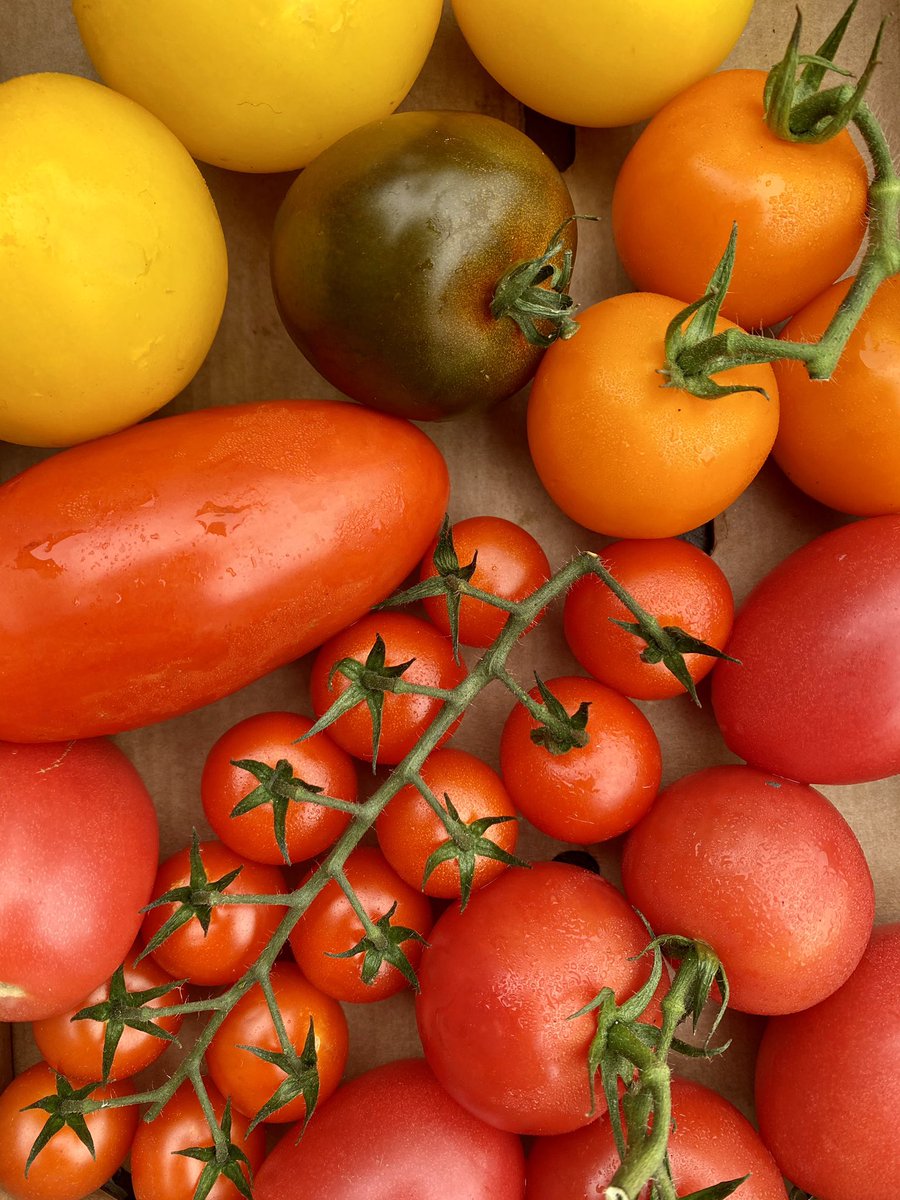 Izzy Ixer tweet media