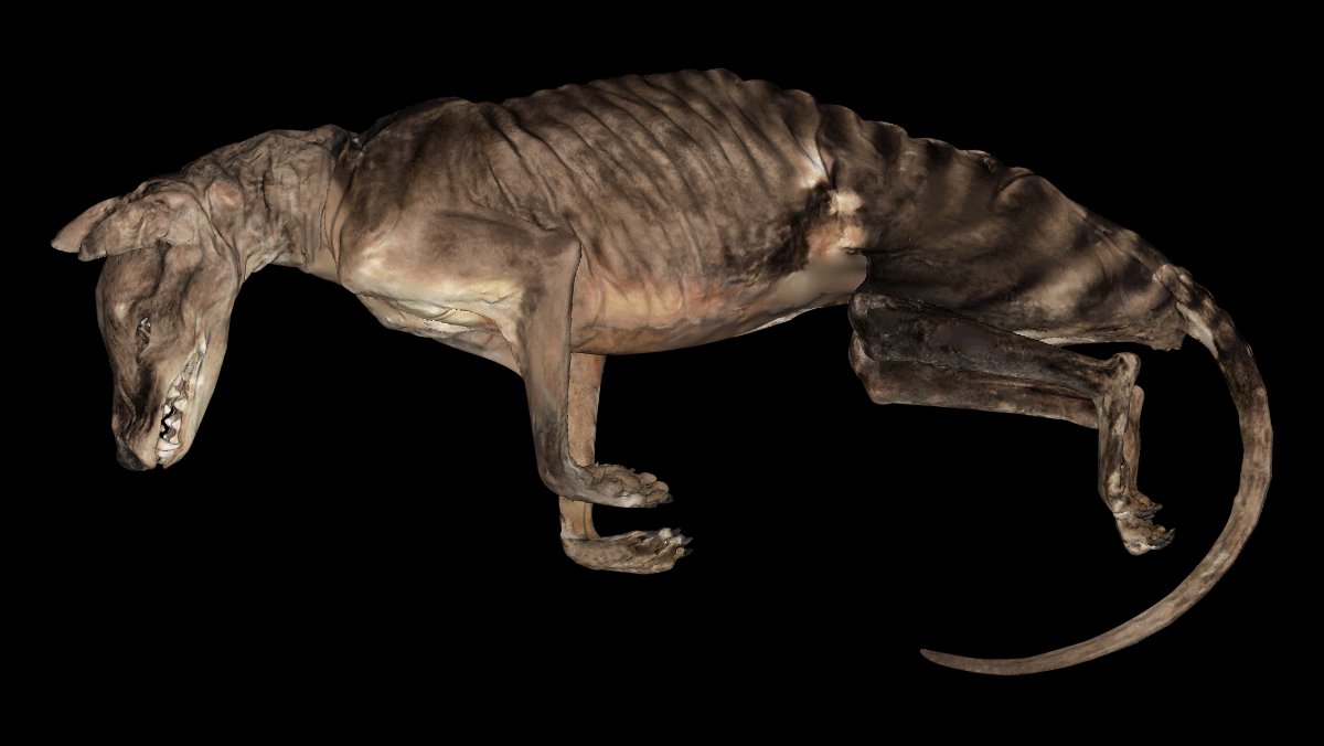 My supervisors JW Adams and  @DrTeethAl also managed to get access to the only whole body preserved thylacine in the world, at the wonderful  @naturhistoriska. This beautiful, sad girl was scanned as well with our lab's  @Artec3DScanners Space Spider 6/13