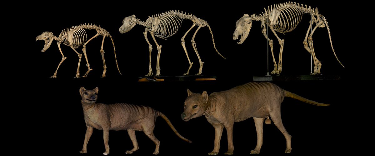 These priceless specimens could now be taken into the computer and digitally weighed! Here are the  @museumsvictoria & @tmasmuseum specimens scanned by Ben  @Thinglab, very approximately to scale. 7/13