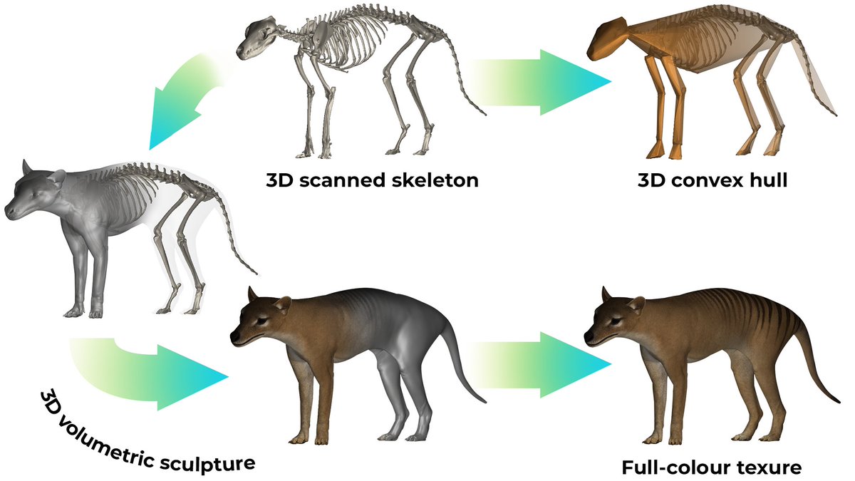 So, with these scans, we were able to digitally build and weigh the thylacines, based on the volume of their bodies, by building convex hulls around the skeletons, and then sculpting thylacines around the skeletons. 9/13