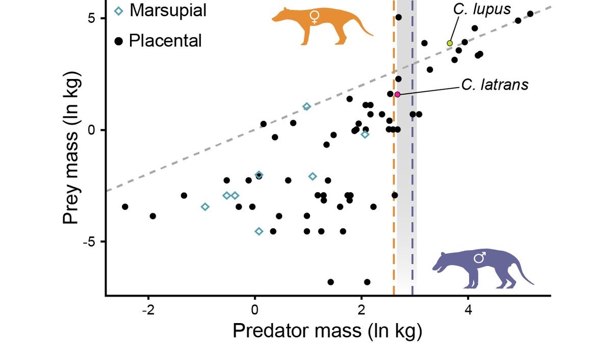 We found that the average thylacine was about 16.7 kg. - much smaller than a gray wolf. This is important ecologically, since predators smaller than an average of 21 kg almost always hunt animals less than half their size. 12/13