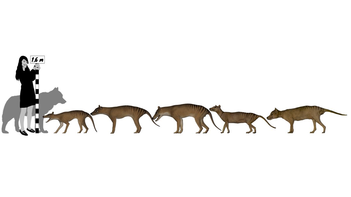 The thylacine probably would have looked at anything under about 8-10 kg as potential food - and would have thought twice about things bigger than that. This helps us build a better picture of the thylacine, their ecology, and the ecosystem they lived in! 13/13