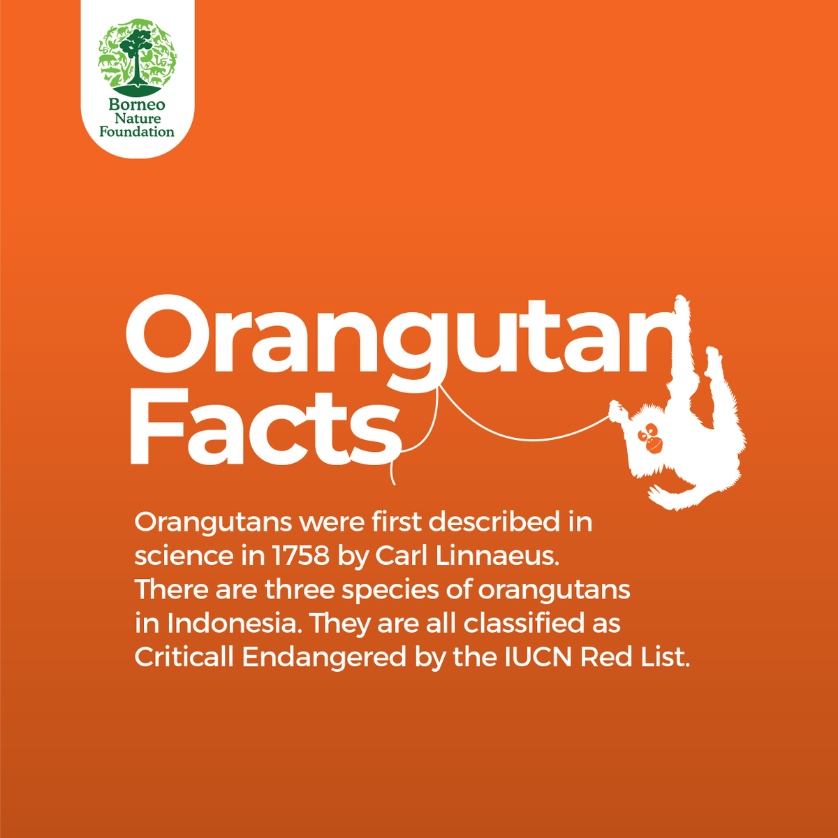 BorneoNature's tweet image. It's the International Orangutan Day!

Do you know the differences between the three species of #orangutan? Check out this infographic!