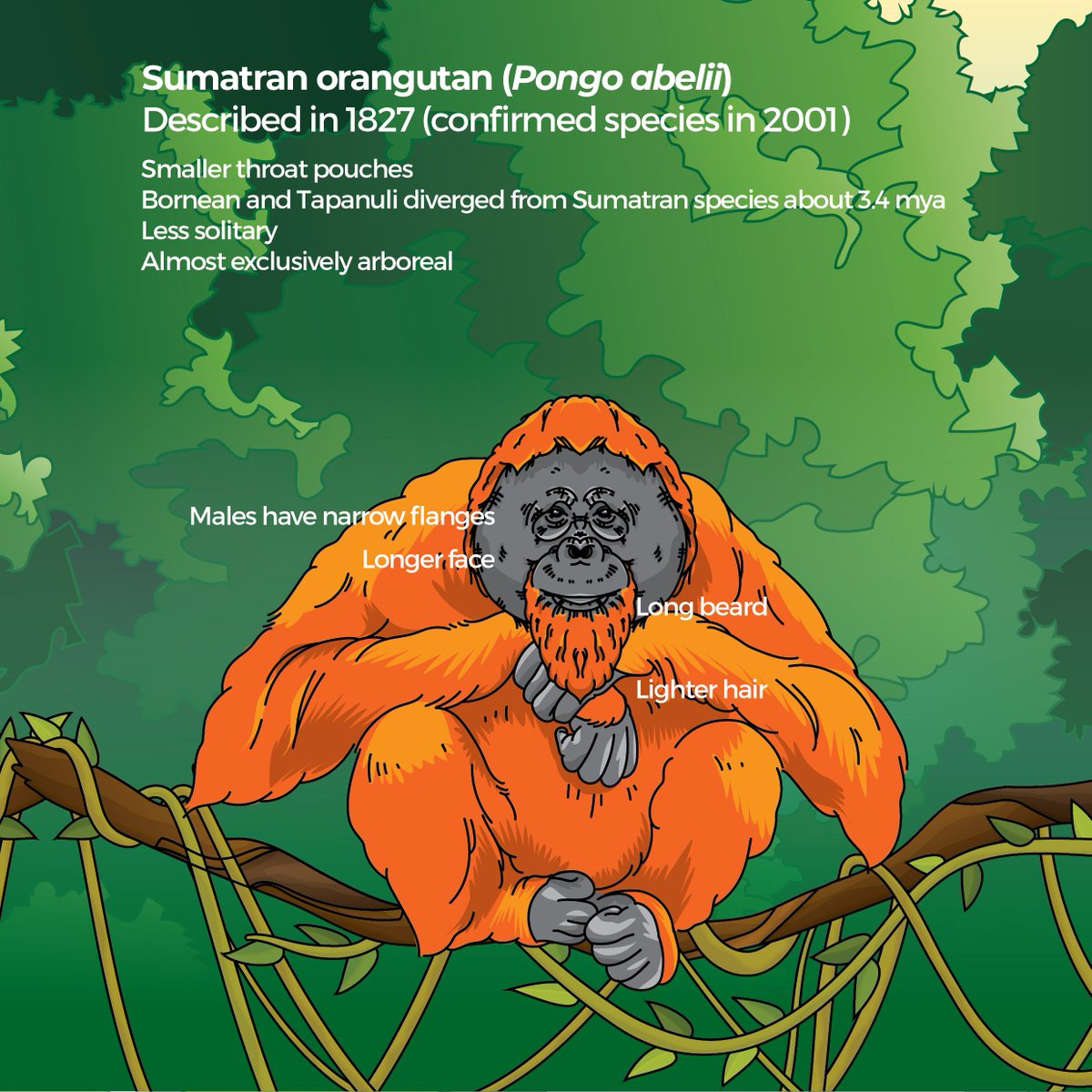 BorneoNature's tweet image. It's the International Orangutan Day!

Do you know the differences between the three species of #orangutan? Check out this infographic!