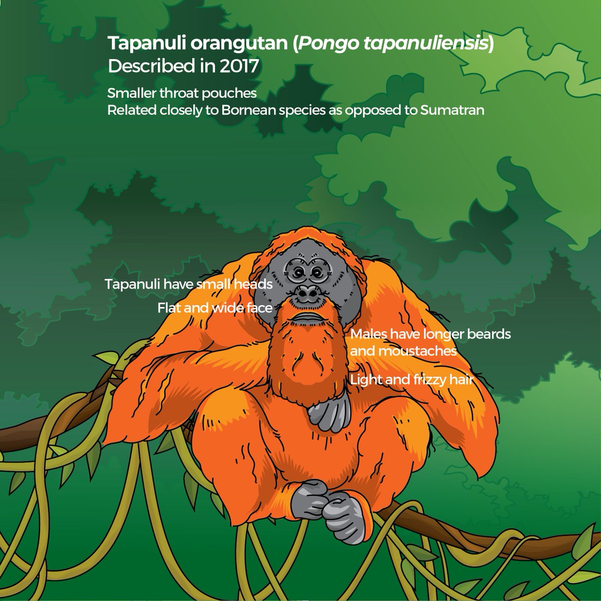 BorneoNature's tweet image. It's the International Orangutan Day!

Do you know the differences between the three species of #orangutan? Check out this infographic!