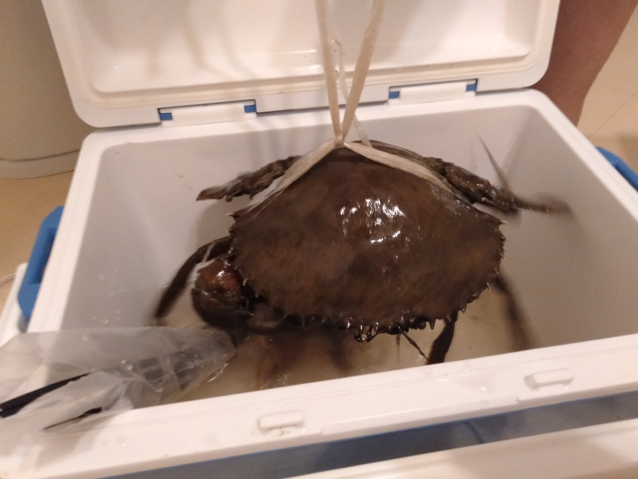 ট ইট র 沖縄北部本部町 ゲストハウスなんで家ねん カニ食べたい人 今週はいっぱい食べれるかも マングローブ カニ ガザミ 蟹 沖縄 ワタリガニ