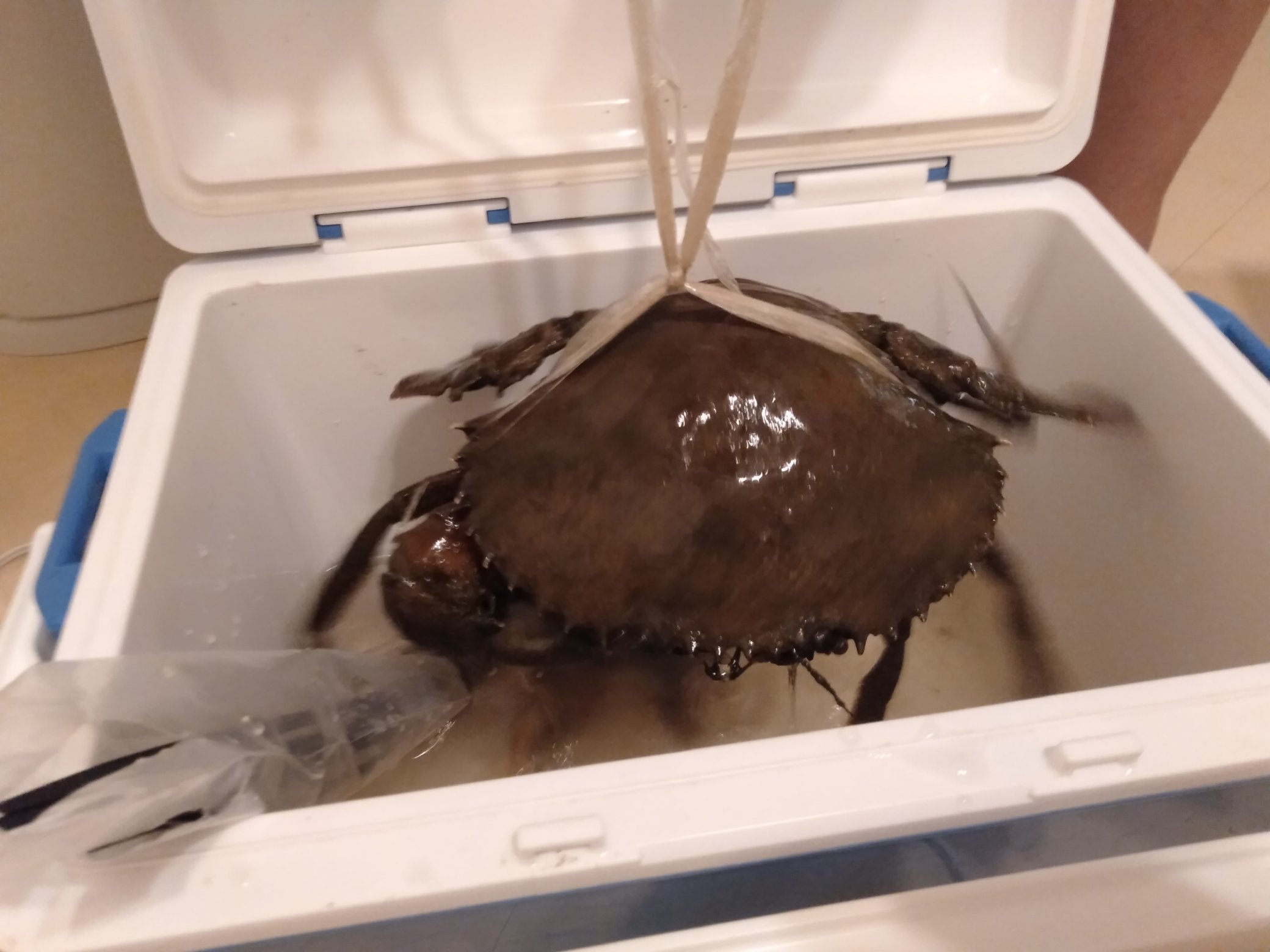 ট ইট র 沖縄北部本部町 ゲストハウスなんで家ねん カニ食べたい人 今週はいっぱい食べれるかも マングローブ カニ ガザミ 蟹 沖縄 ワタリガニ T Co Cy7oqk3hjl ট ইট র