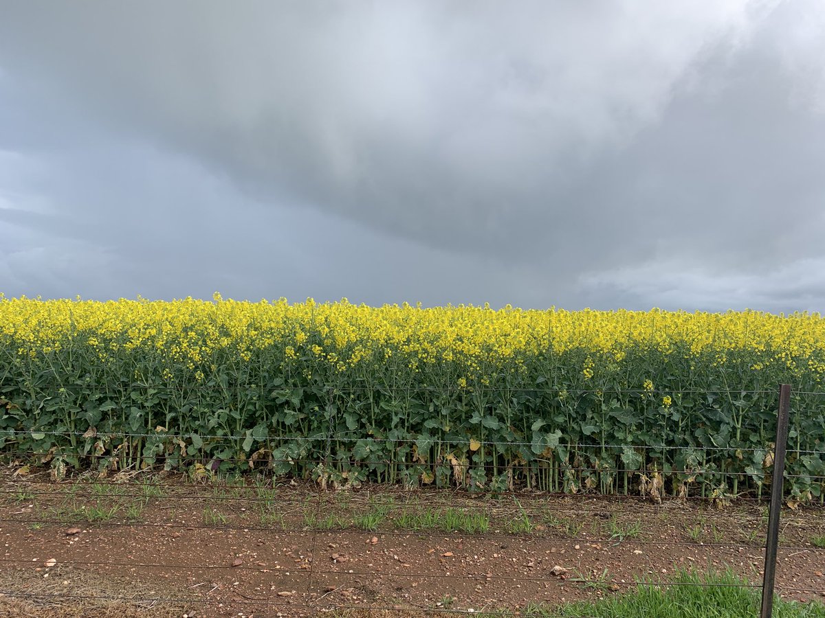 Josh Buerckner tweet media