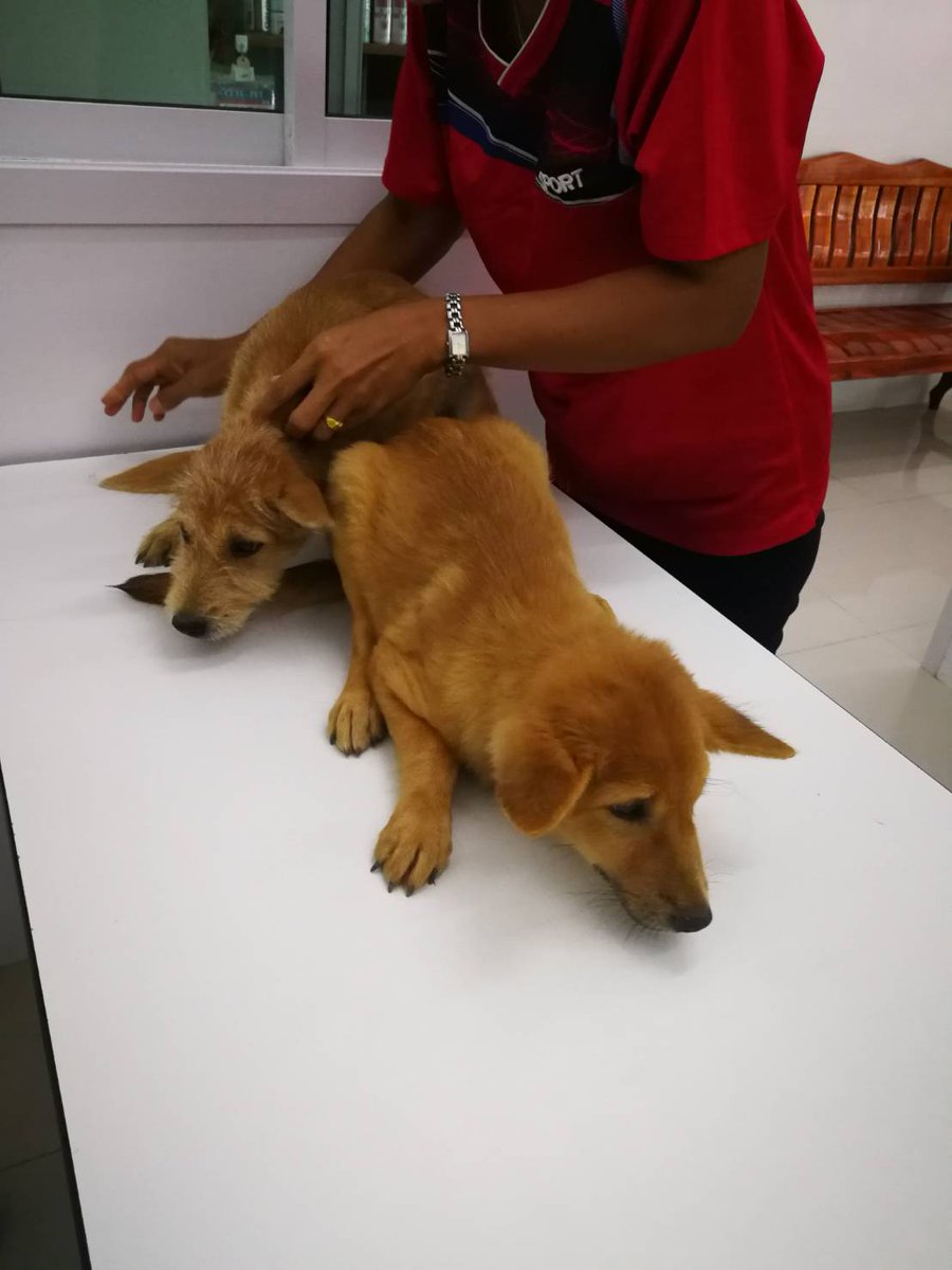 mad4soidogs's tweet photo. Two females in to be spayed today from an outlying village. #soidogs #dogstagram #soidog #dog #dogsofinstgram #thailand #thaidog #thaidogsneedhelp #streetdog #streetdogs #adoptdontshop #rescuedogs #rescuedog #puppy #Puppies #puppylove #spayandneuter #spayed #kindness #cutedogs https://t.co/wvL5ezEMJ9