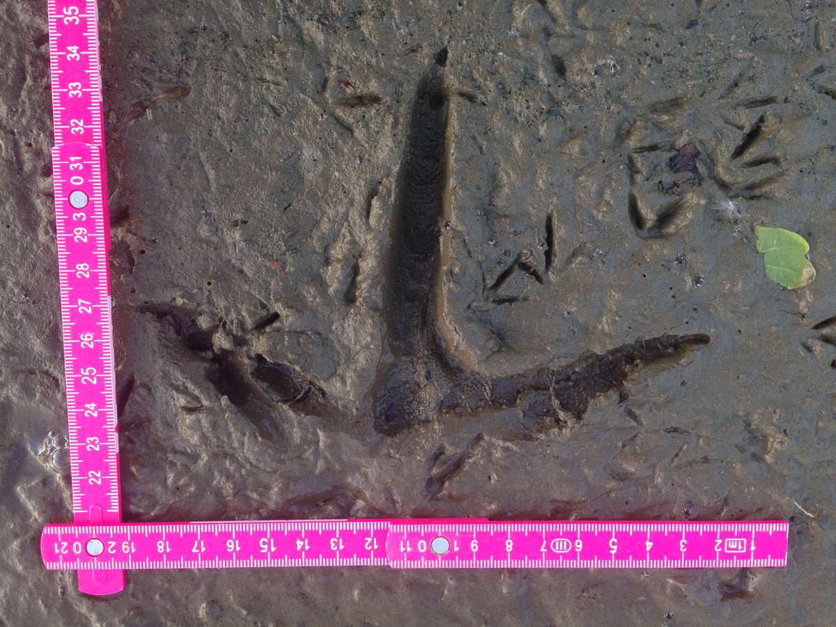 coyotecoach's tweet photo. Wer ist hier vorbei gekommen?
#Spur #tracking #wildnis #Wildnischule #draußen #tierspuren #coyte #wunder #entdeckung #natureisbeautiful #natureisawesome #naturfaszination #wildnispädagogik #wildlife #waldmachtglücklich #hikingwoman #achtsamkeit #mindfulness #auszeitindernatur https://t.co/Byv3hxD7Rz