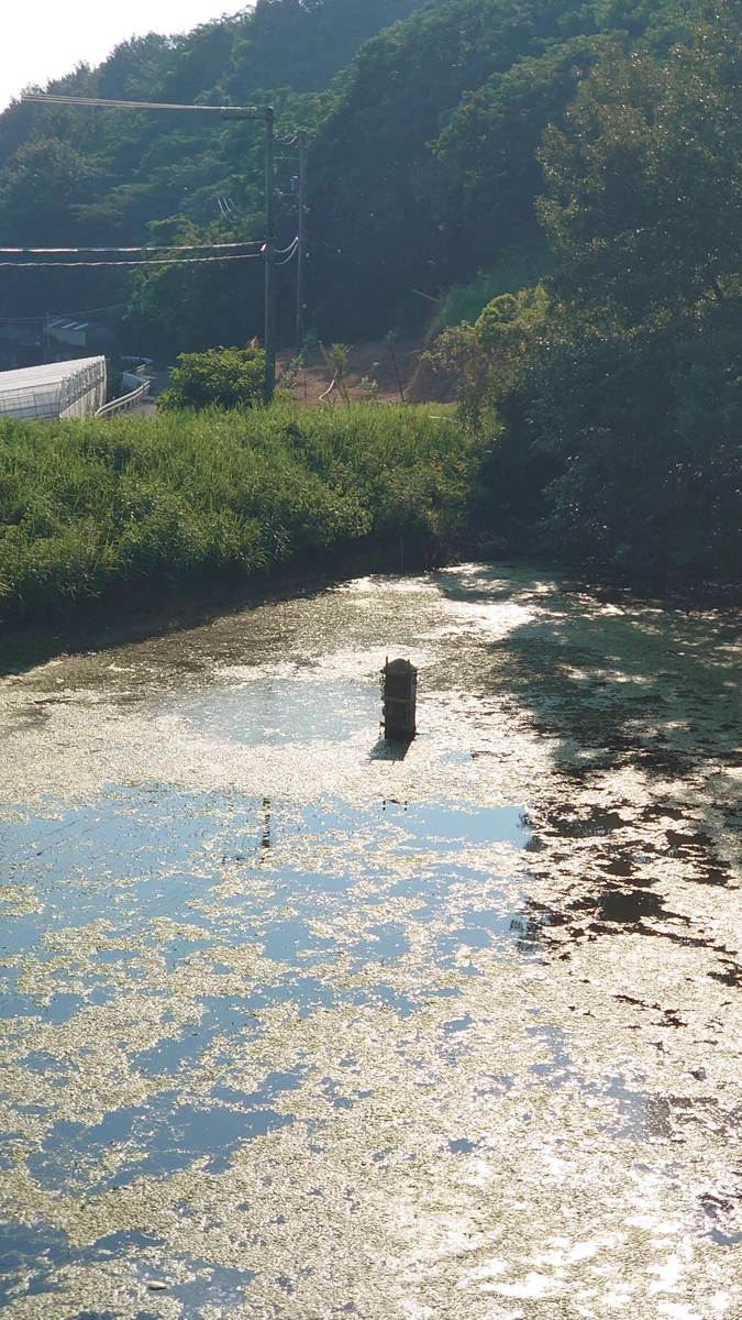 激エモすぎる、ため池の中に水神さまが祀られているであろう祠！しかし実際は？