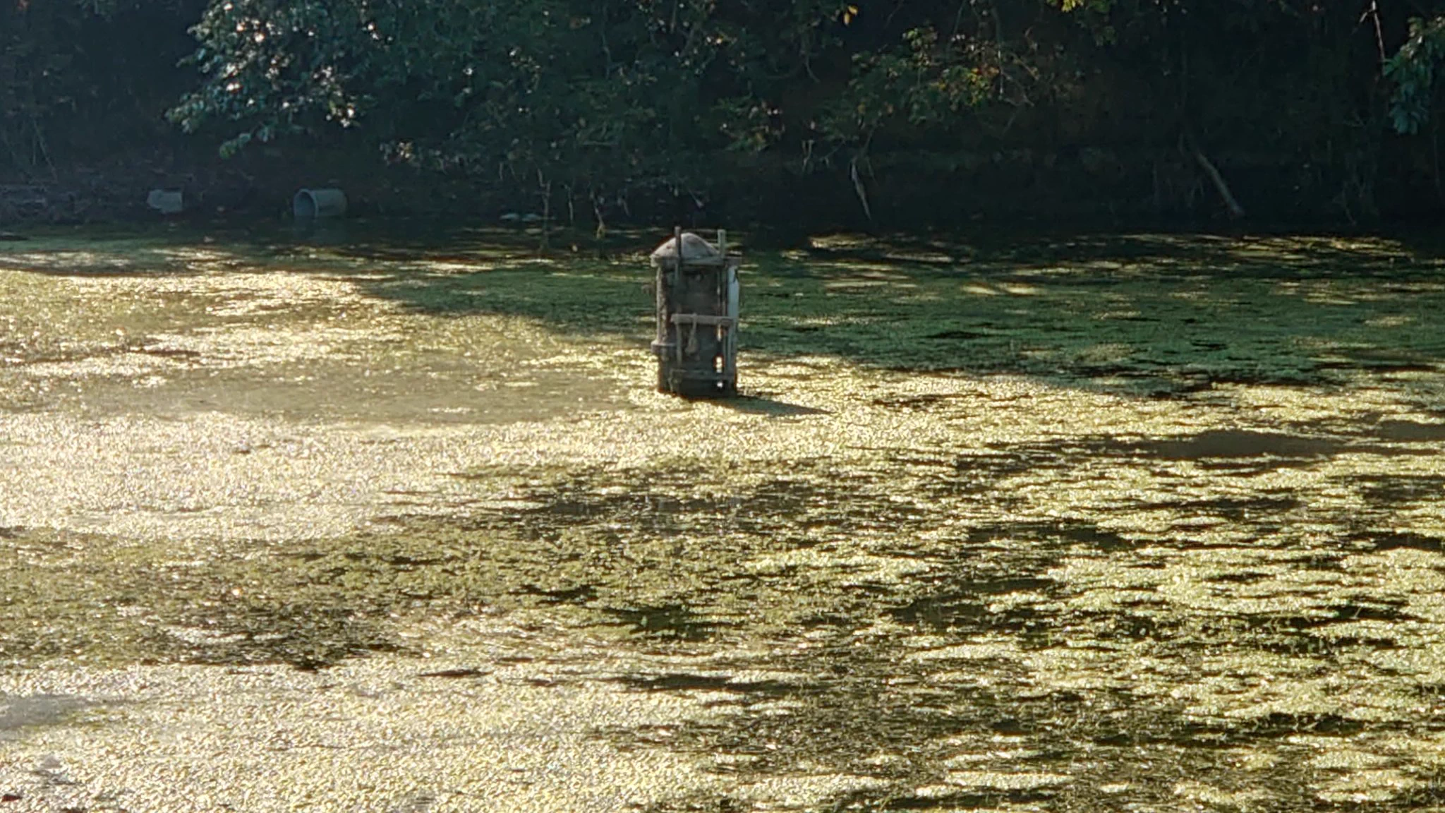 激エモすぎる、ため池の中に水神さまが祀られているであろう祠！しかし実際は？