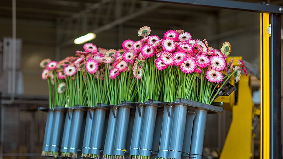 Gerbera United  is op zoek naar een medewerker Technische Dienst. Ben jij of ken jij iemand wiens hart sneller gaat kloppen van; onderhoud van machines (preventief), automatisering, storingen verhelpen aan de gebouwen en installaties
Voor meer informatie kijk op <a href="/GerberaUnited/">Gerbera United</a>