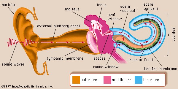 The eardrum is a flap of cartilage. It vibrates with the sound waves. This vibration is then passed on to three little bones, called the hammer, the anvil and the stirrup. The stirrup is the SMALLEST named bone in the body!