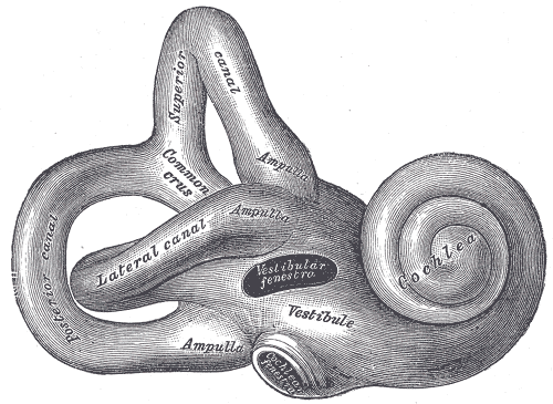 The stirrup knocks on the door of the cochlea. The cochlea looks a lot like a snail ! The bony structure that the cochlea lives in is called the BONY LABYRINTH, and you can see why!