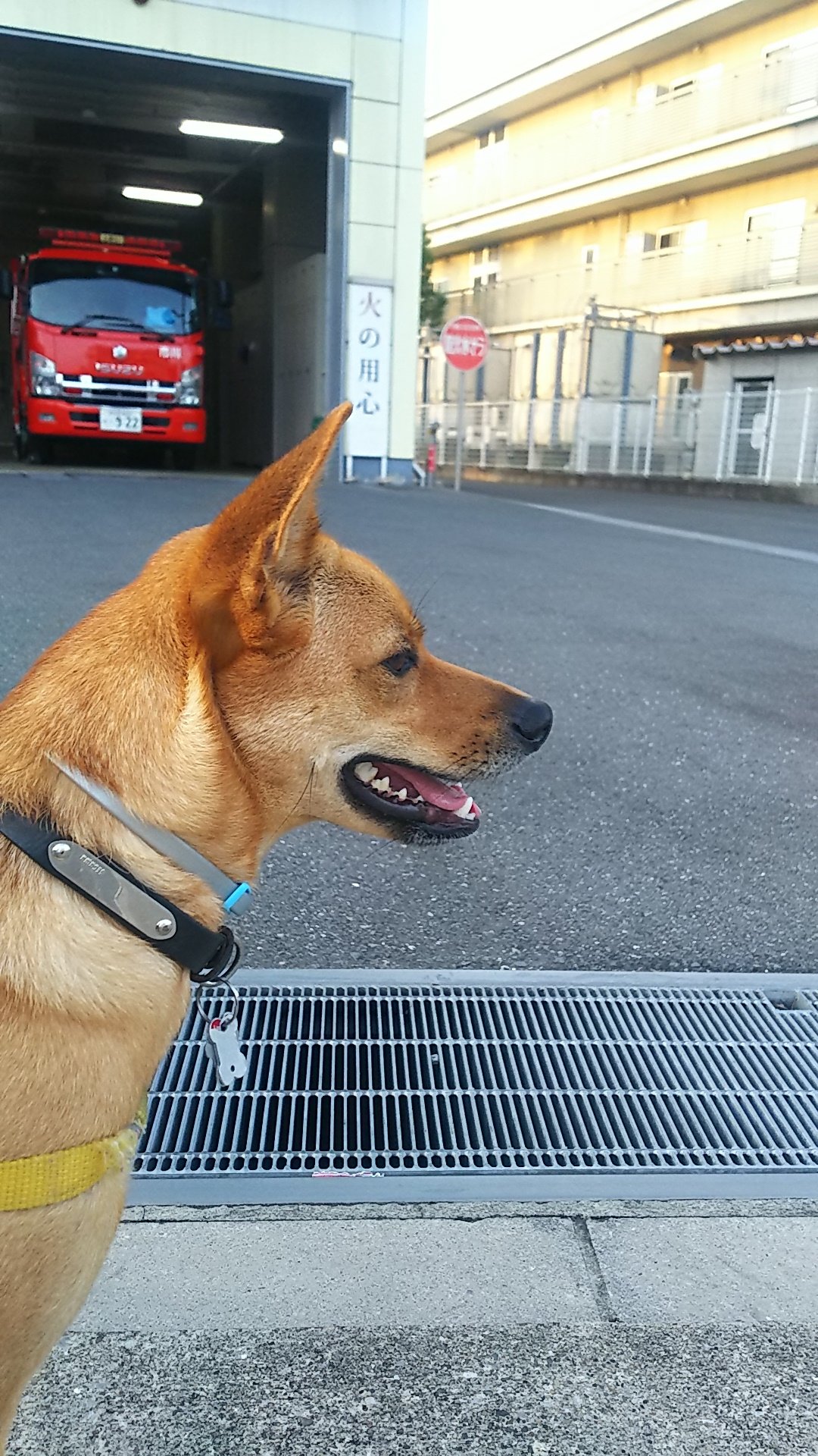 コマさん 犬ネタ 今朝の巡回secoma 火の用心 逆光の先にお友達 蝉に牙を剥く犬 ランナウェイ コマちゃん 保護犬 愛犬 雑種犬 Secom 湾岸警備 庭警備 T Co Jxxi6ohv6j Twitter