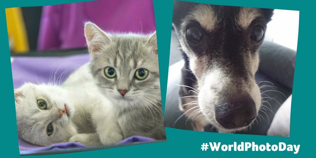 PDSA tweet media