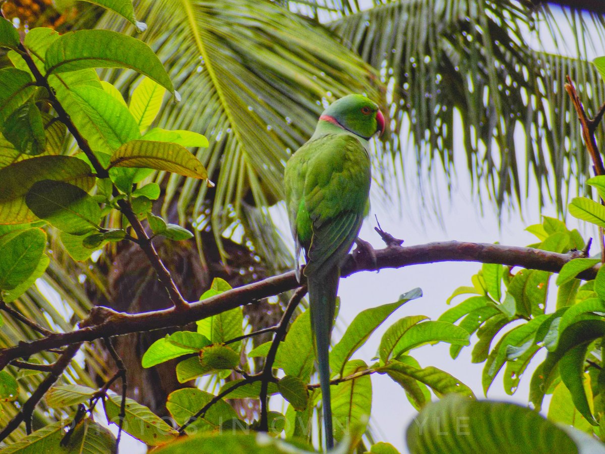 IN_OWN_STYLE's tweet photo. Morning breakfast of parrot in rain. ..
#nature #naturelovers #photography #Parrot #morning #photographylovers #birds #bird #birdphotography #morning #naturelover #GoodMorning #GoodMorningTwitterWorld #GoodMorningWorld #beauty #beautiful #greenery https://t.co/6GZxgFIEDo