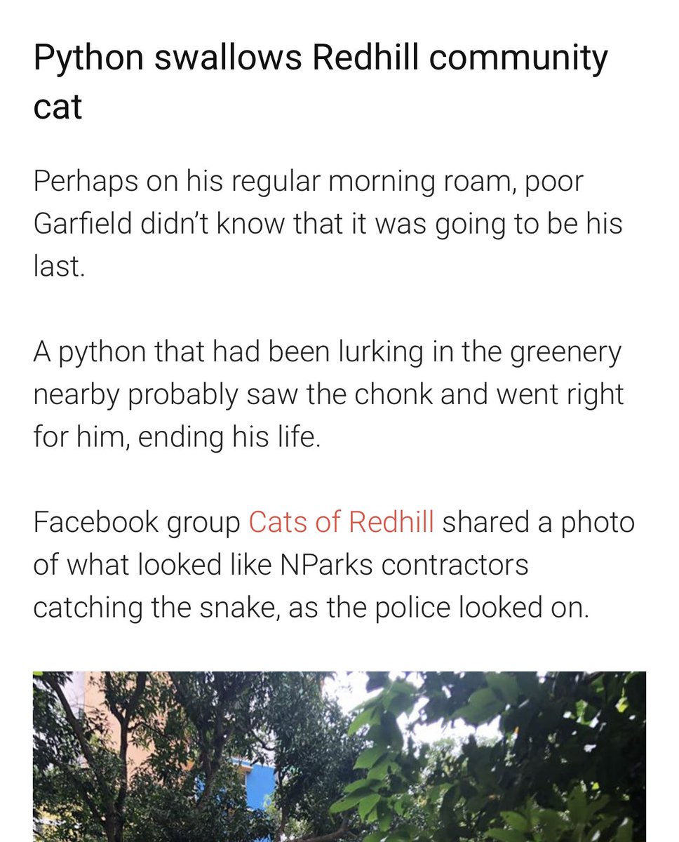 ashxibrahim's tweet photo. You’ll always have a special place in my heart. Rest in peace Garfield. I love you.😔🐱💚 https://t.co/AmtSWqO9vj